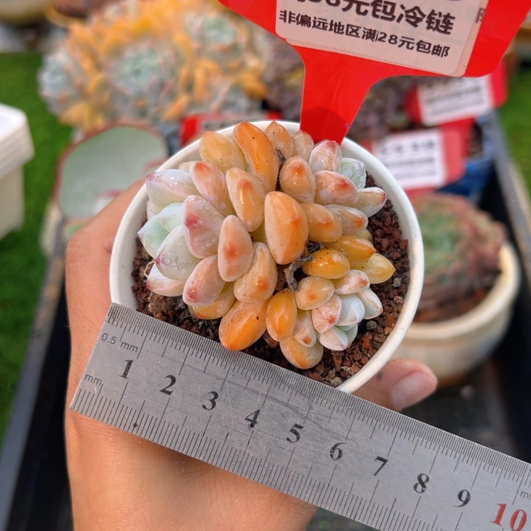 表妹精品多肉5539.