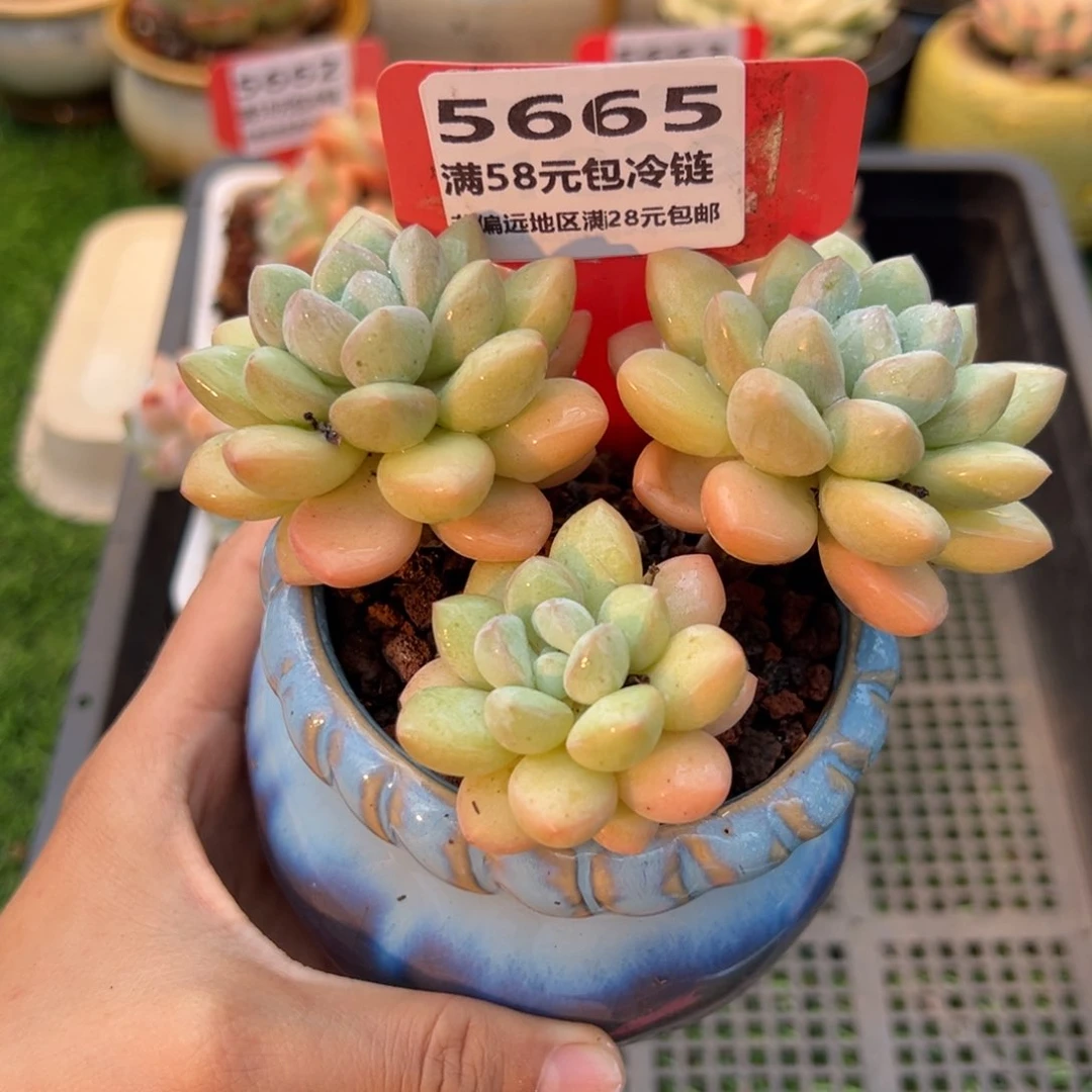 表妹精品多肉5665: