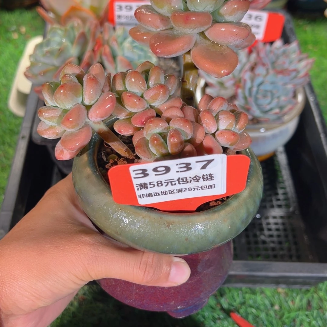 表妹精品多肉3937: