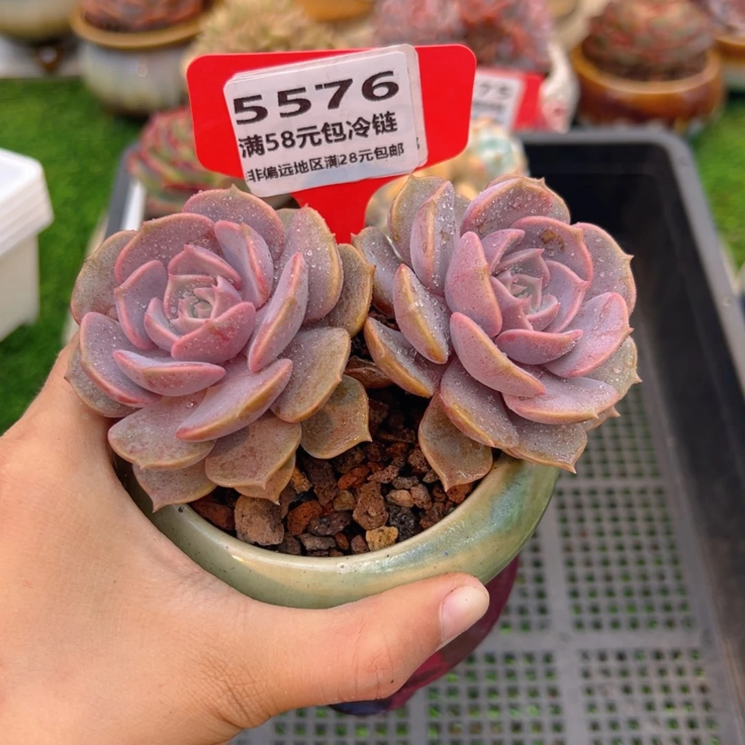 表妹精品多肉5576.