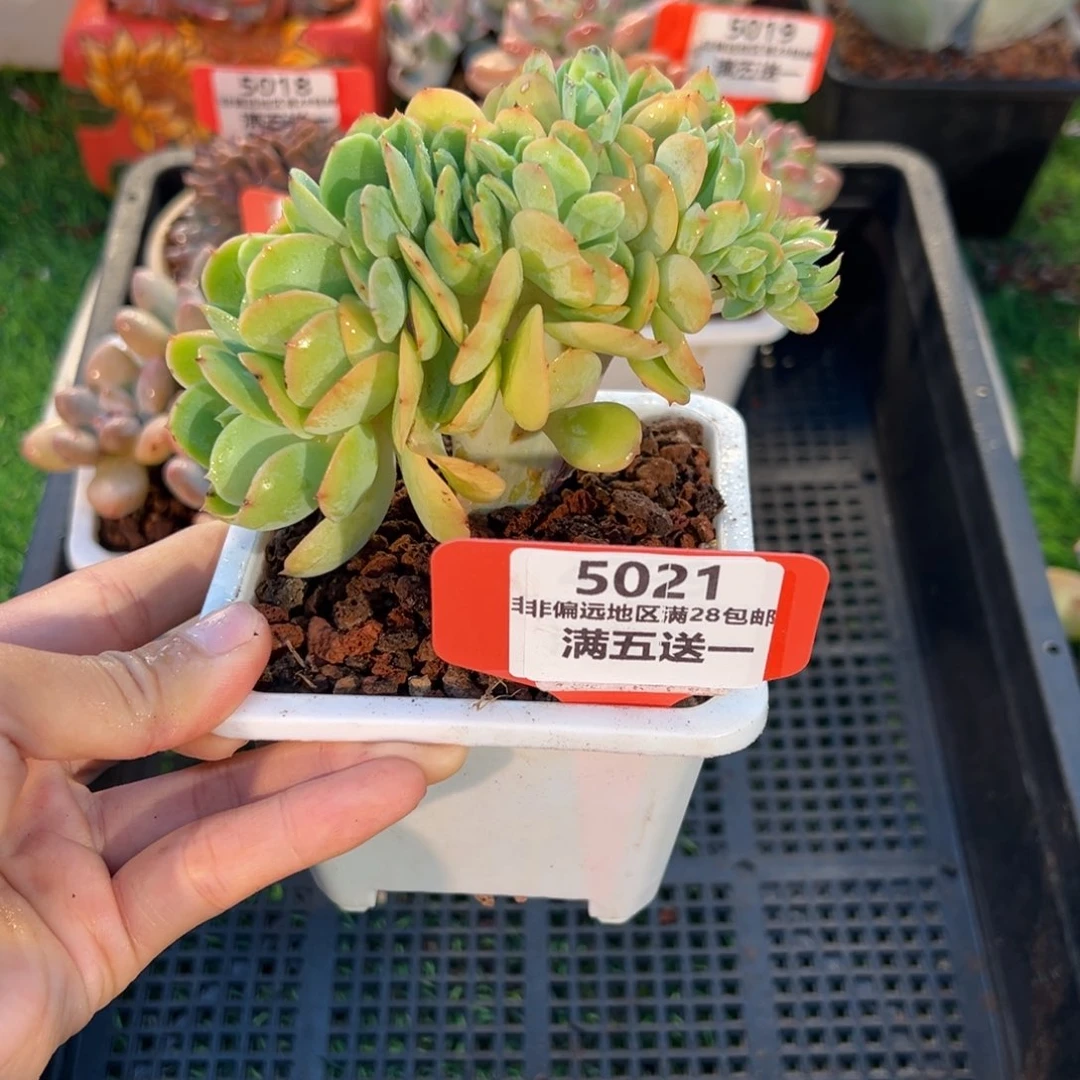 表妹精品多肉5021.