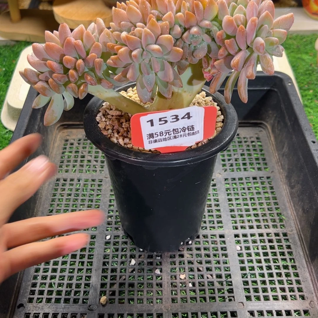表妹精品多肉1534.