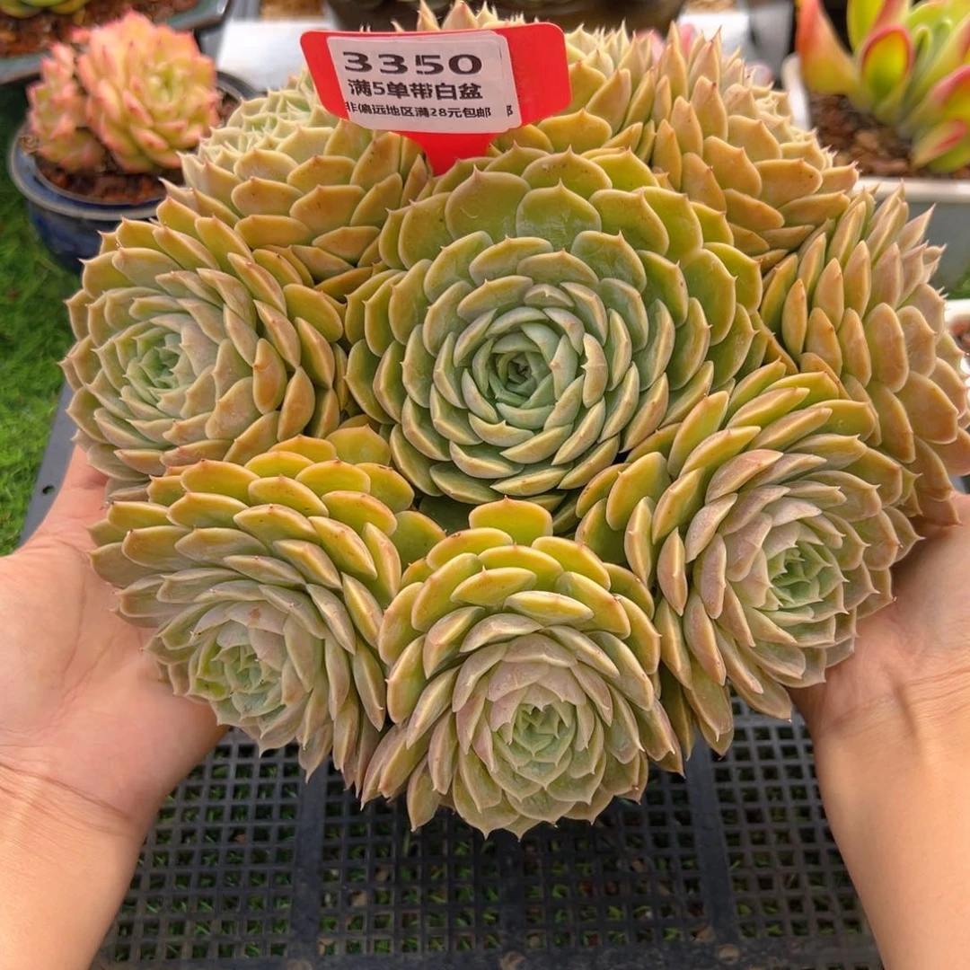 表妹精品多肉3350.