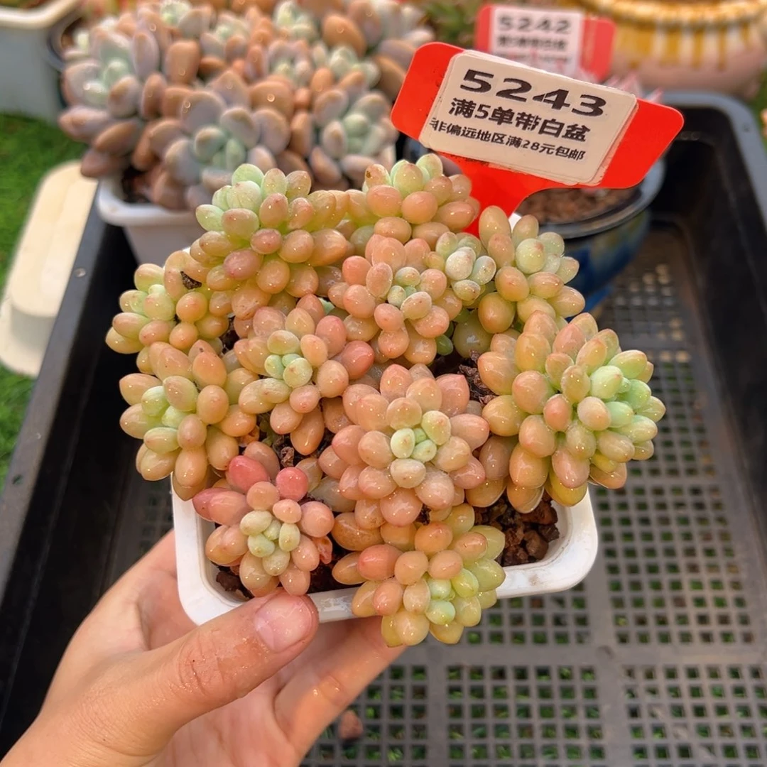 表妹精品多肉5243.