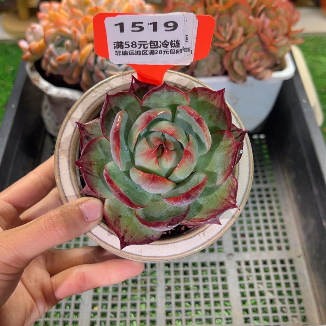 表妹精品多肉1519.