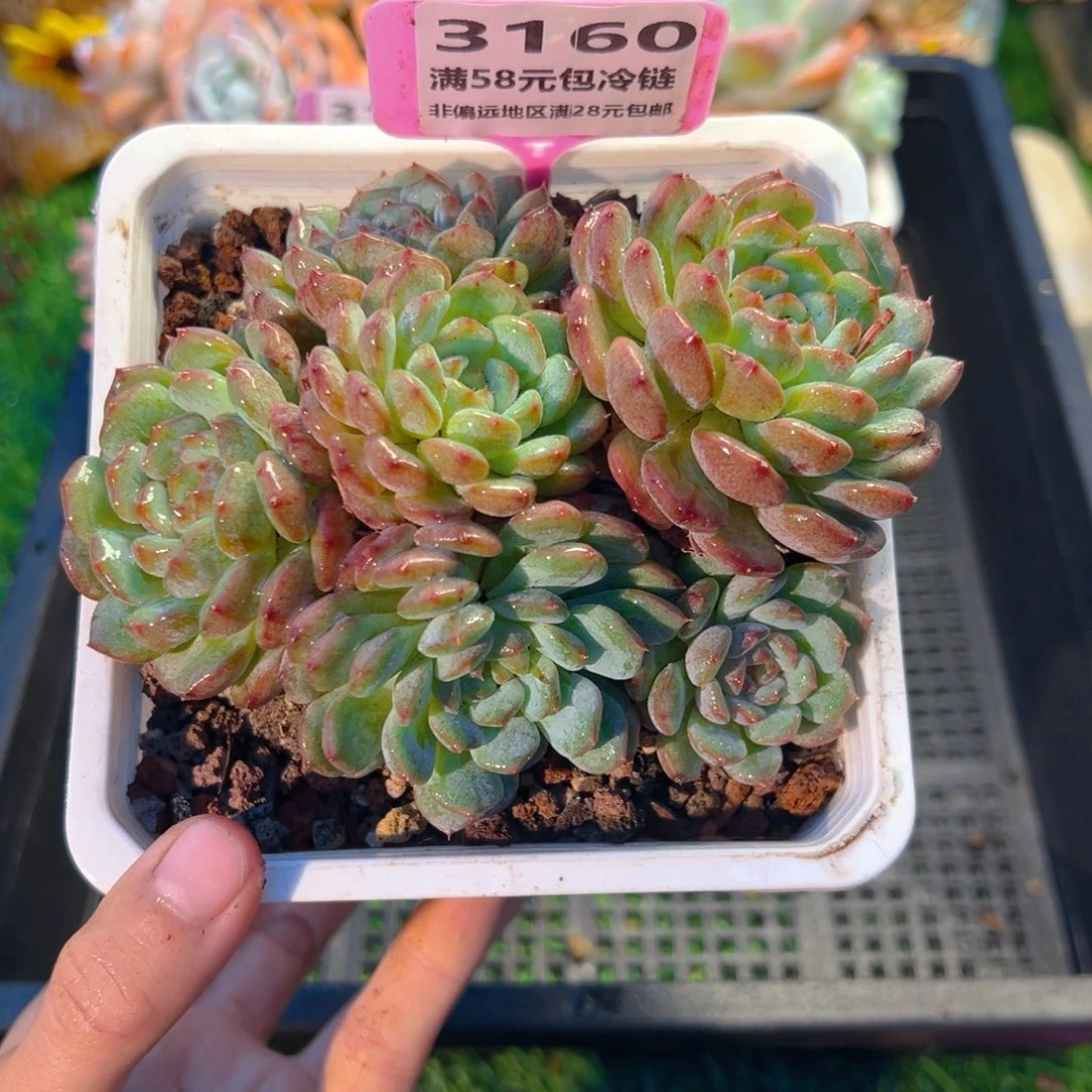 表妹精品多肉3160.