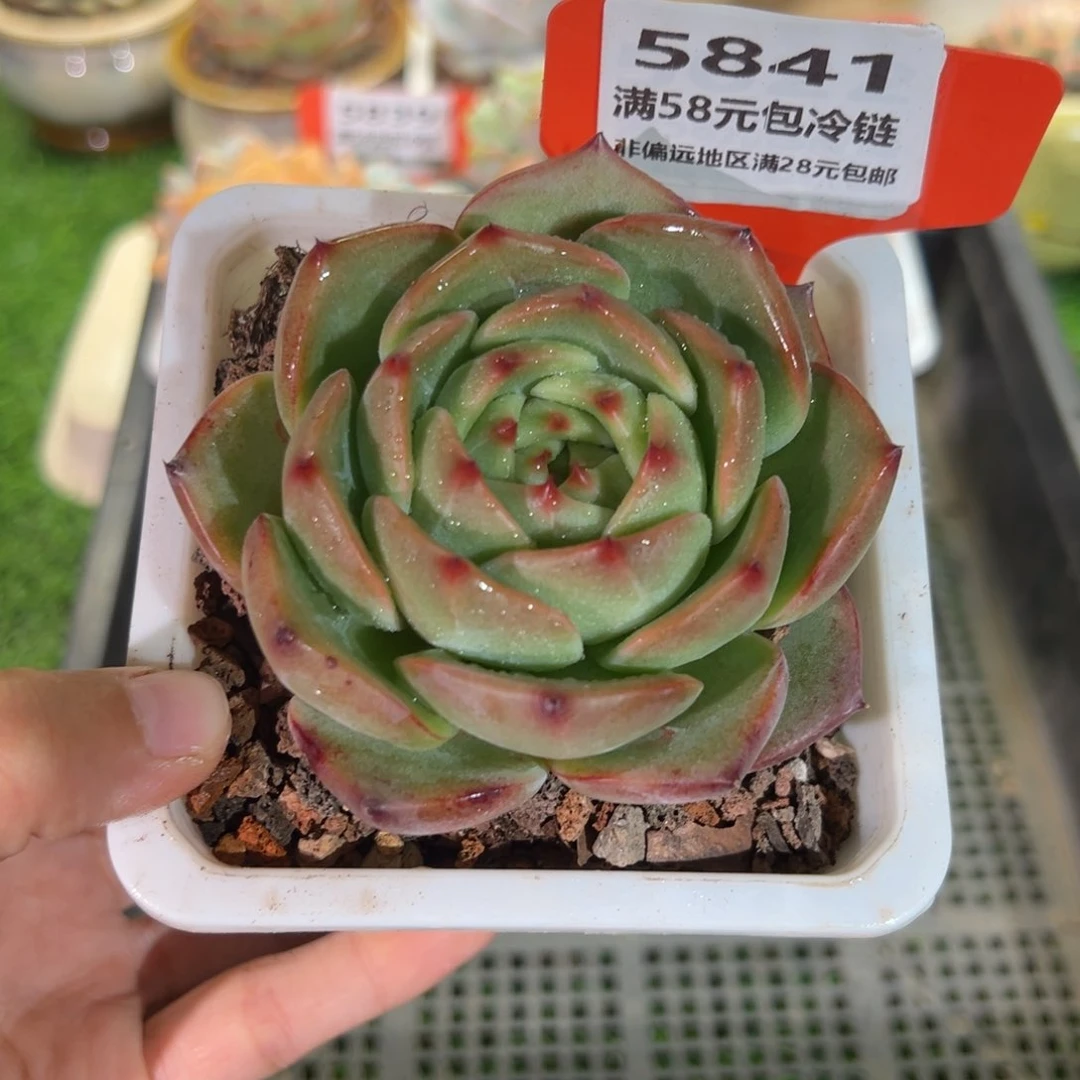 表妹精品多肉5841.