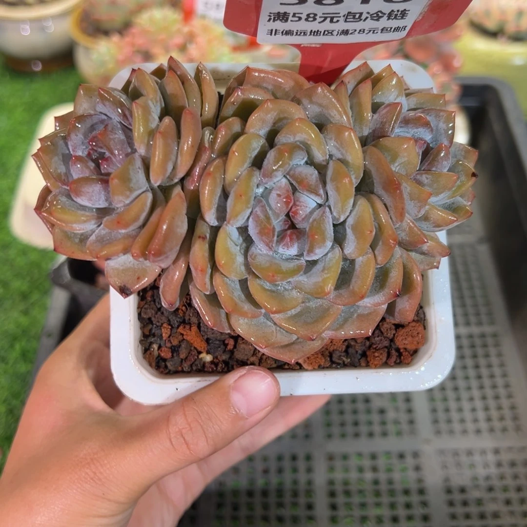 表妹精品多肉5818.