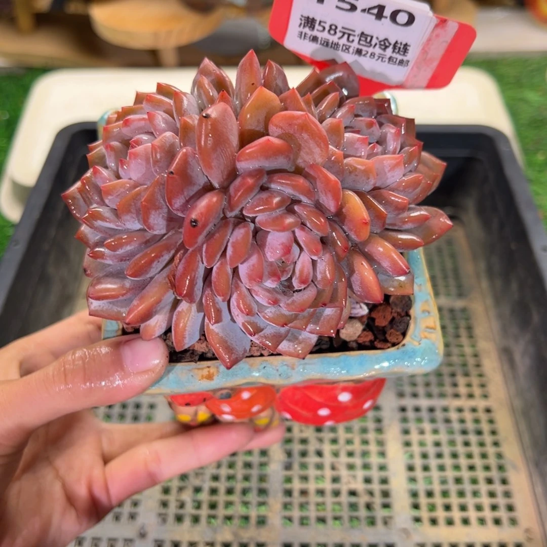 表妹精品多肉1540.