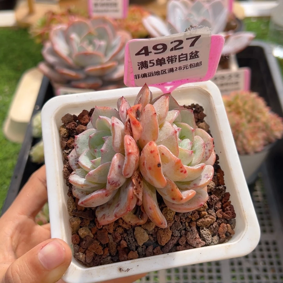 表妹精品多肉4927: