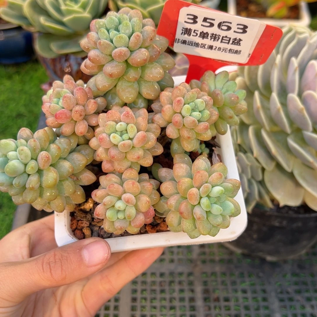 表妹精品多肉3563.