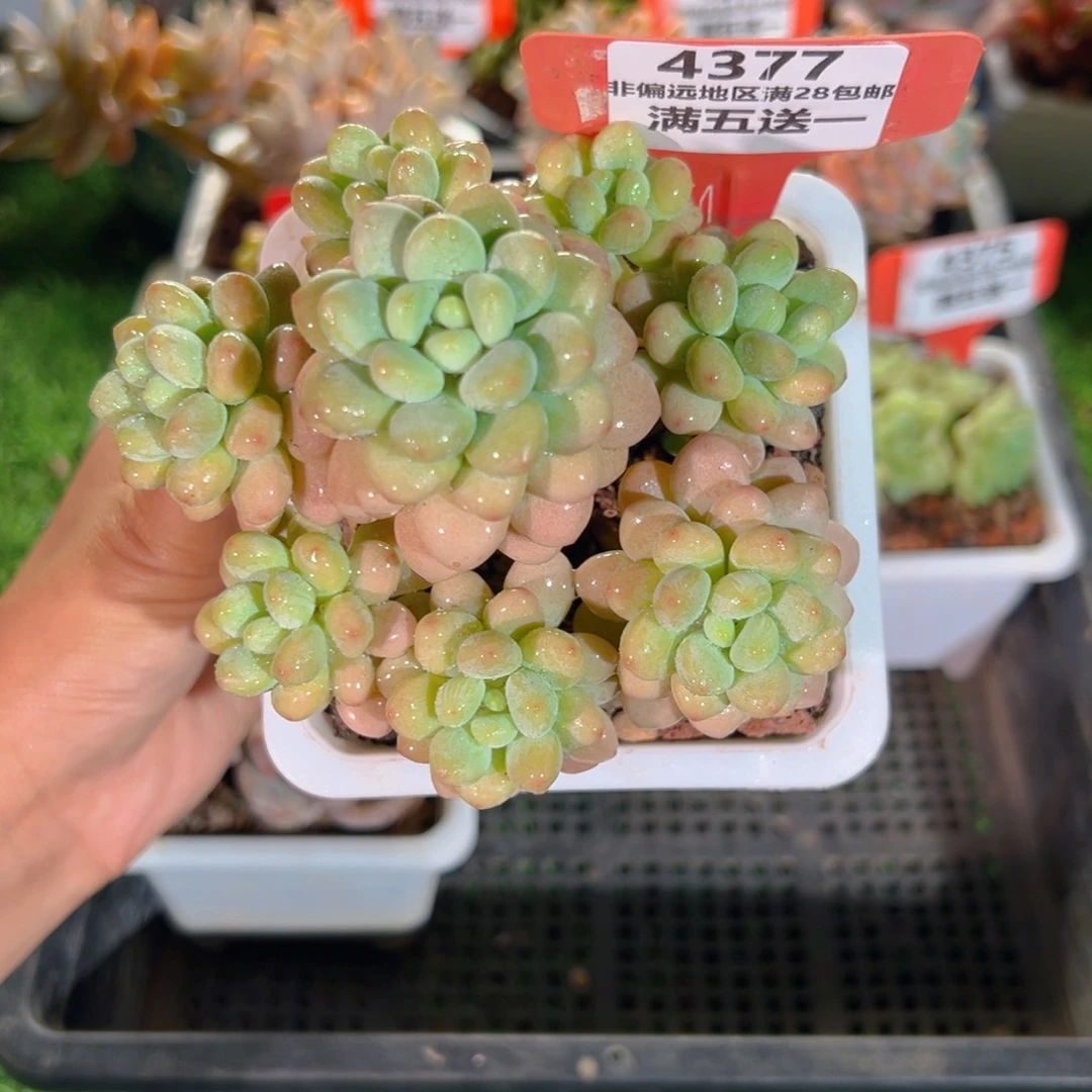 表妹精品多肉4377.