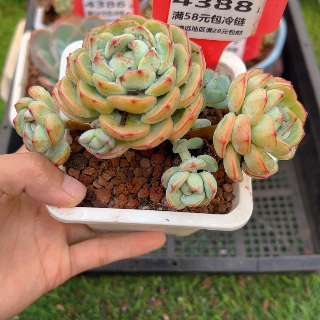 表妹精品多肉4388.