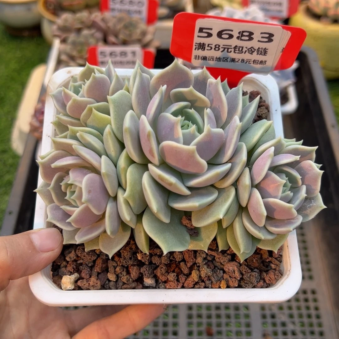 表妹精品多肉5683.