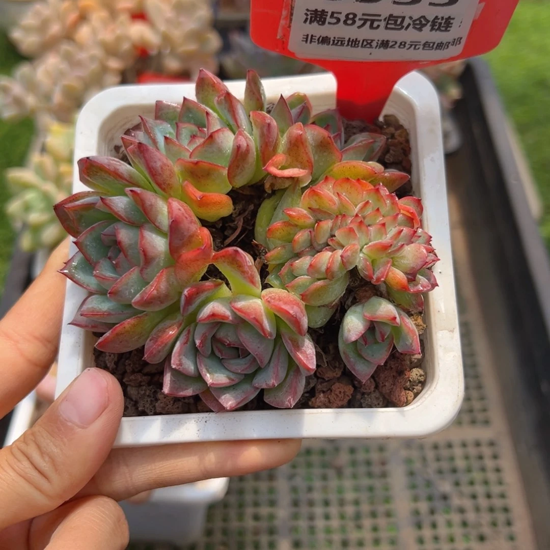 表妹精品多肉5935.