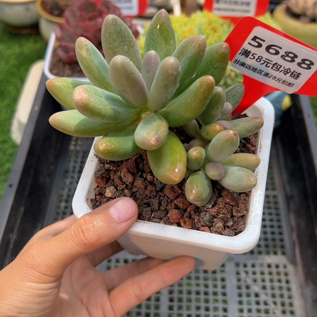 表妹精品多肉5688.
