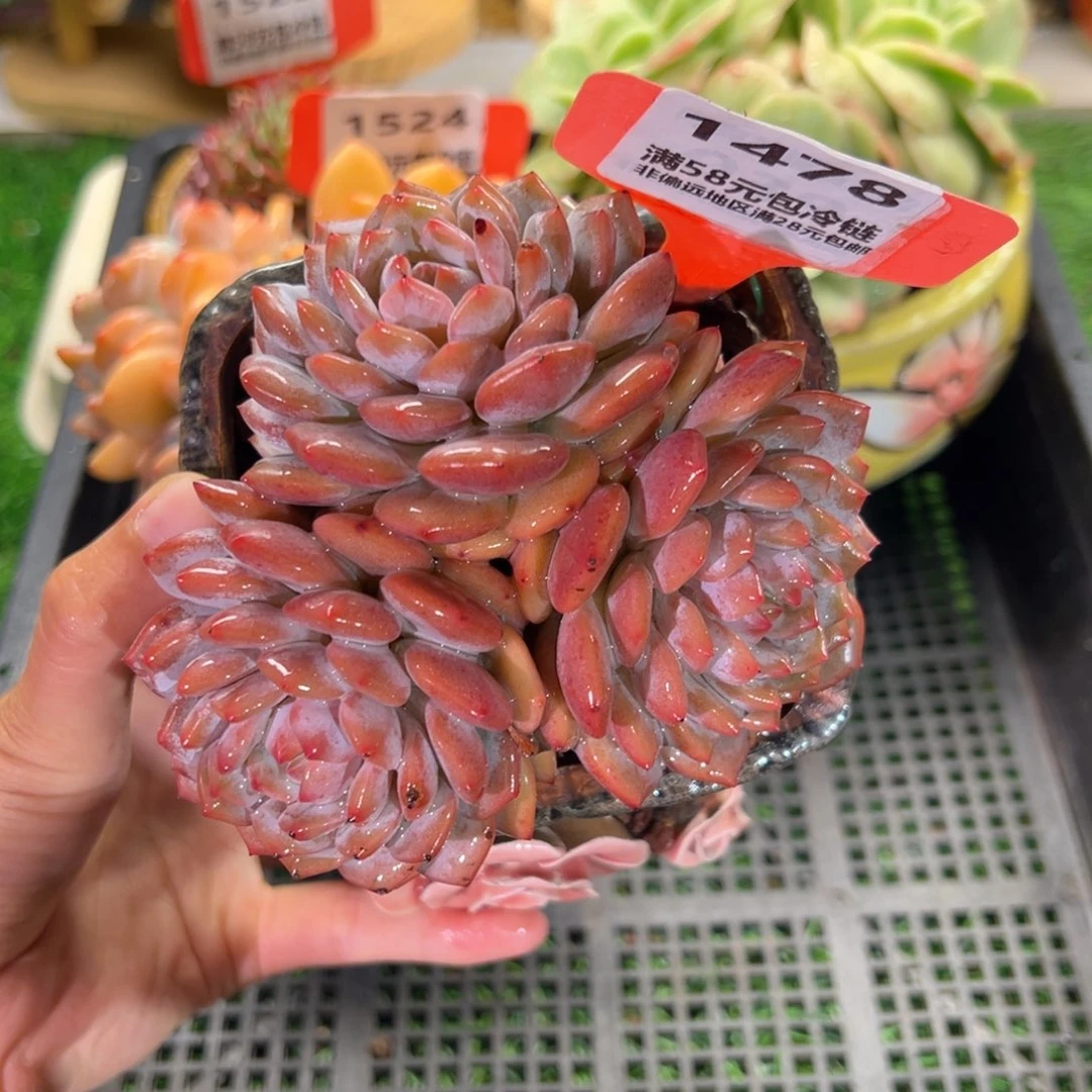 表妹精品多肉1478.