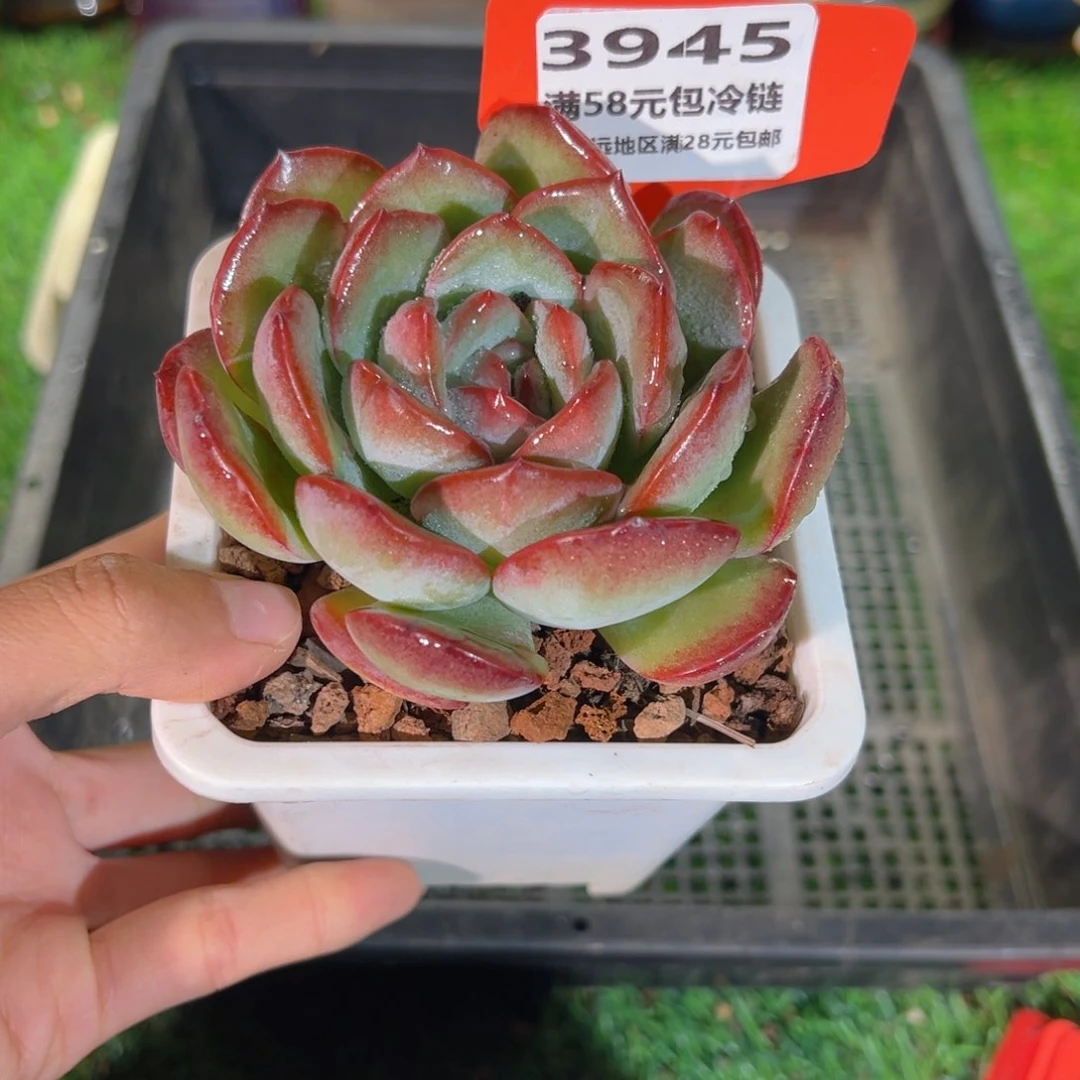 表妹精品多肉3945.