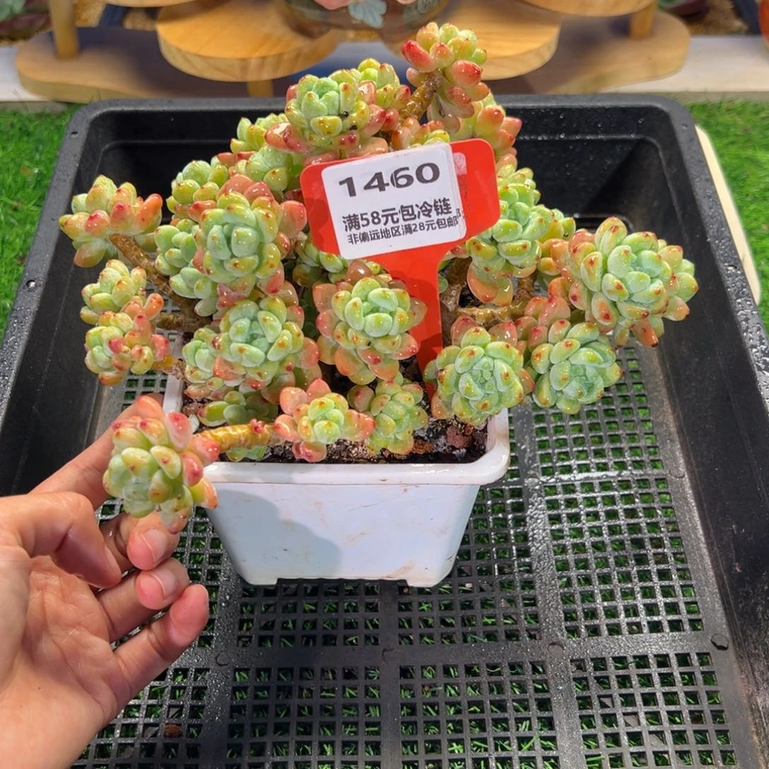 表妹精品多肉1460.