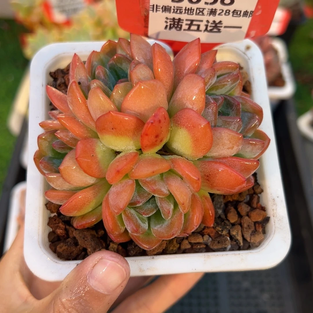 表妹精品多肉5058.