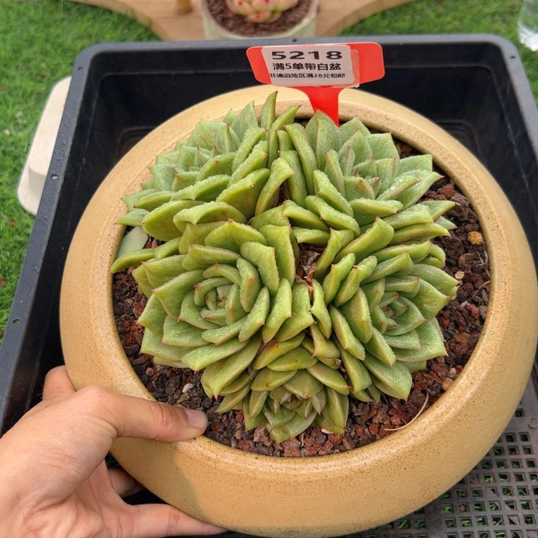 表妹精品多肉5218.