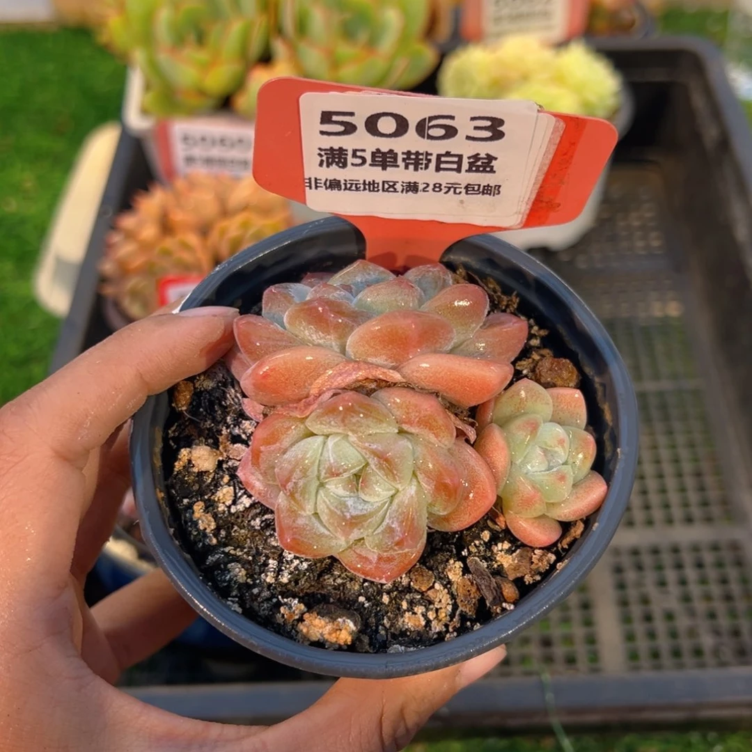 表妹精品多肉5063.