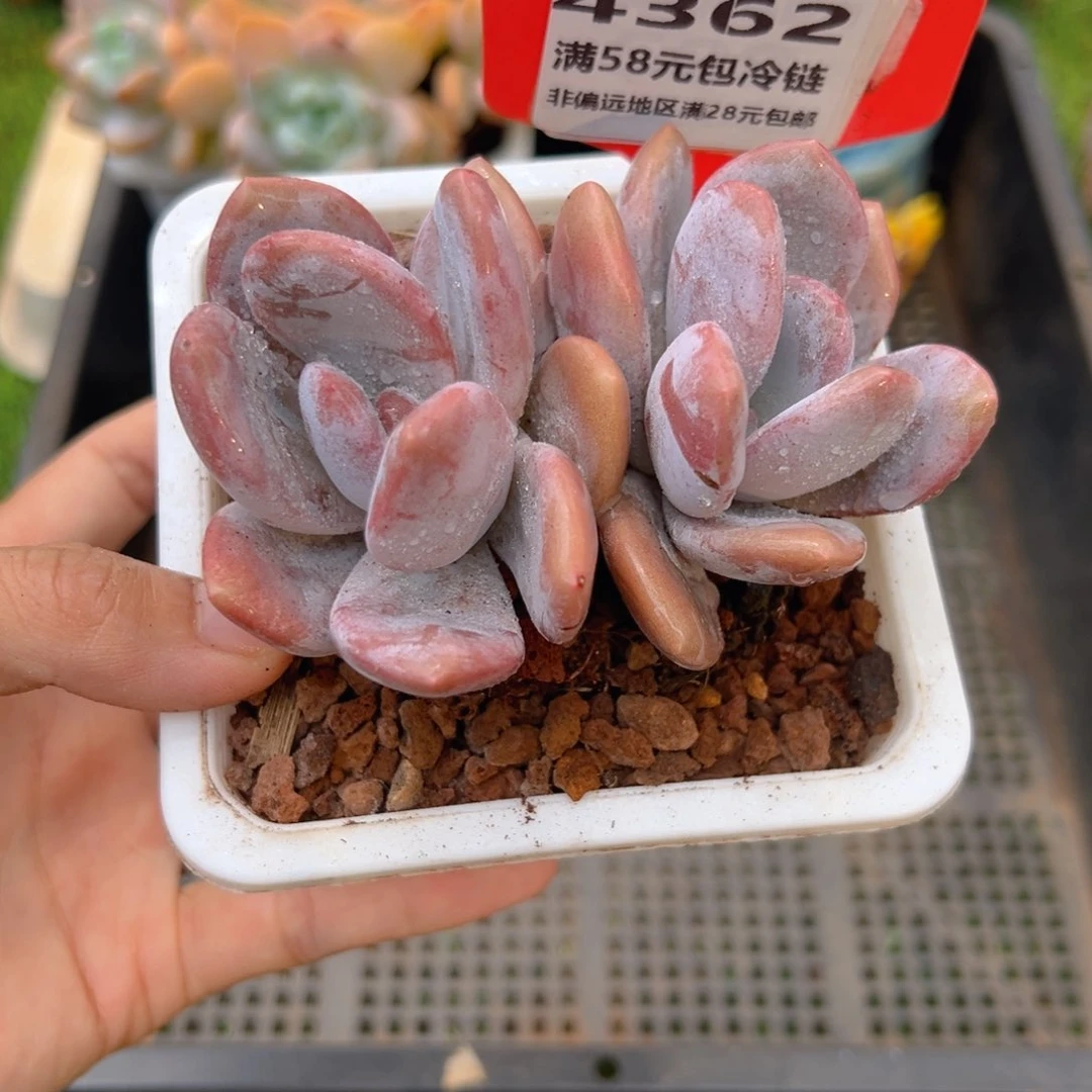 表妹精品多肉4362.