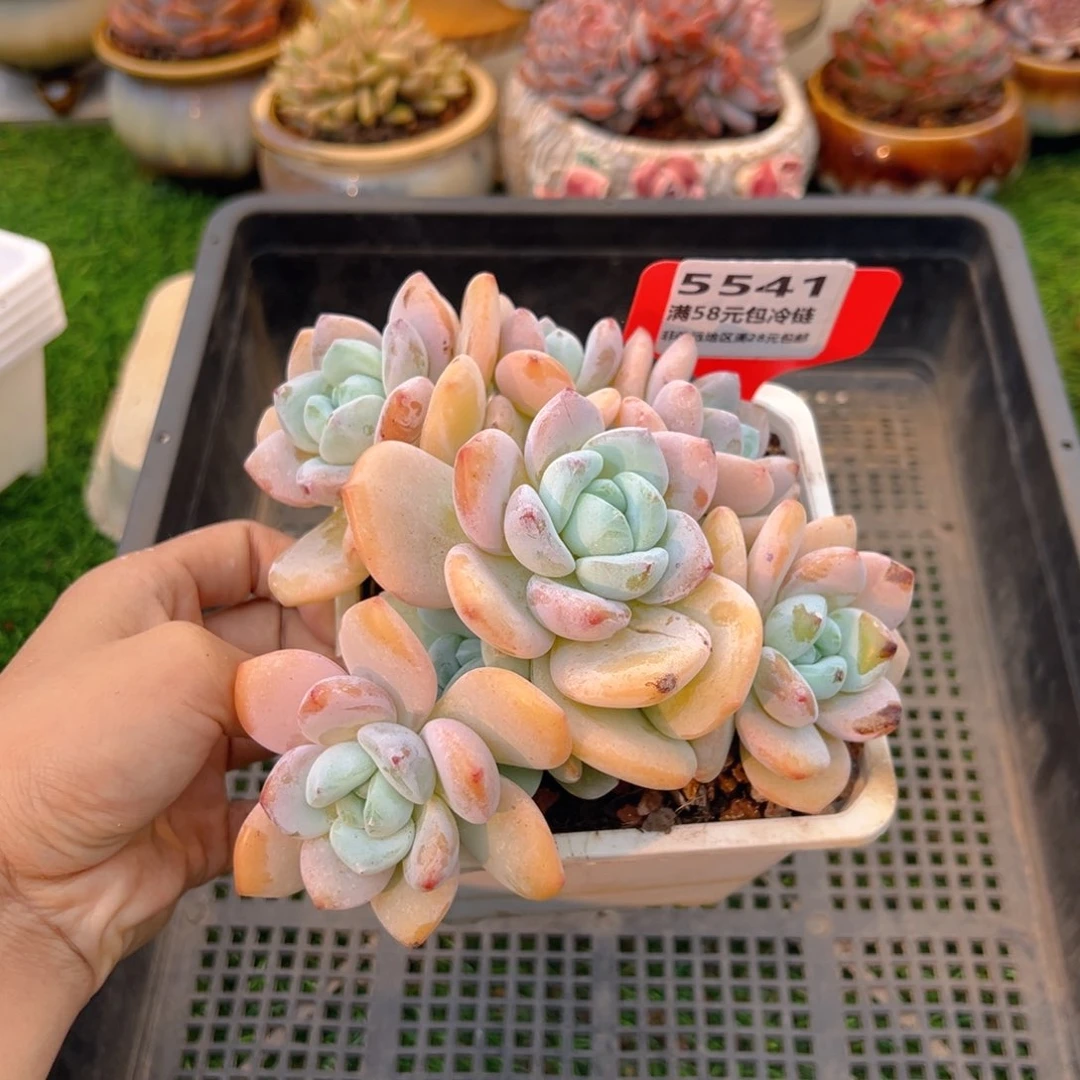 表妹精品多肉5541.