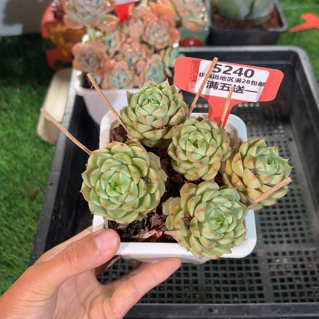 表妹精品多肉5240.