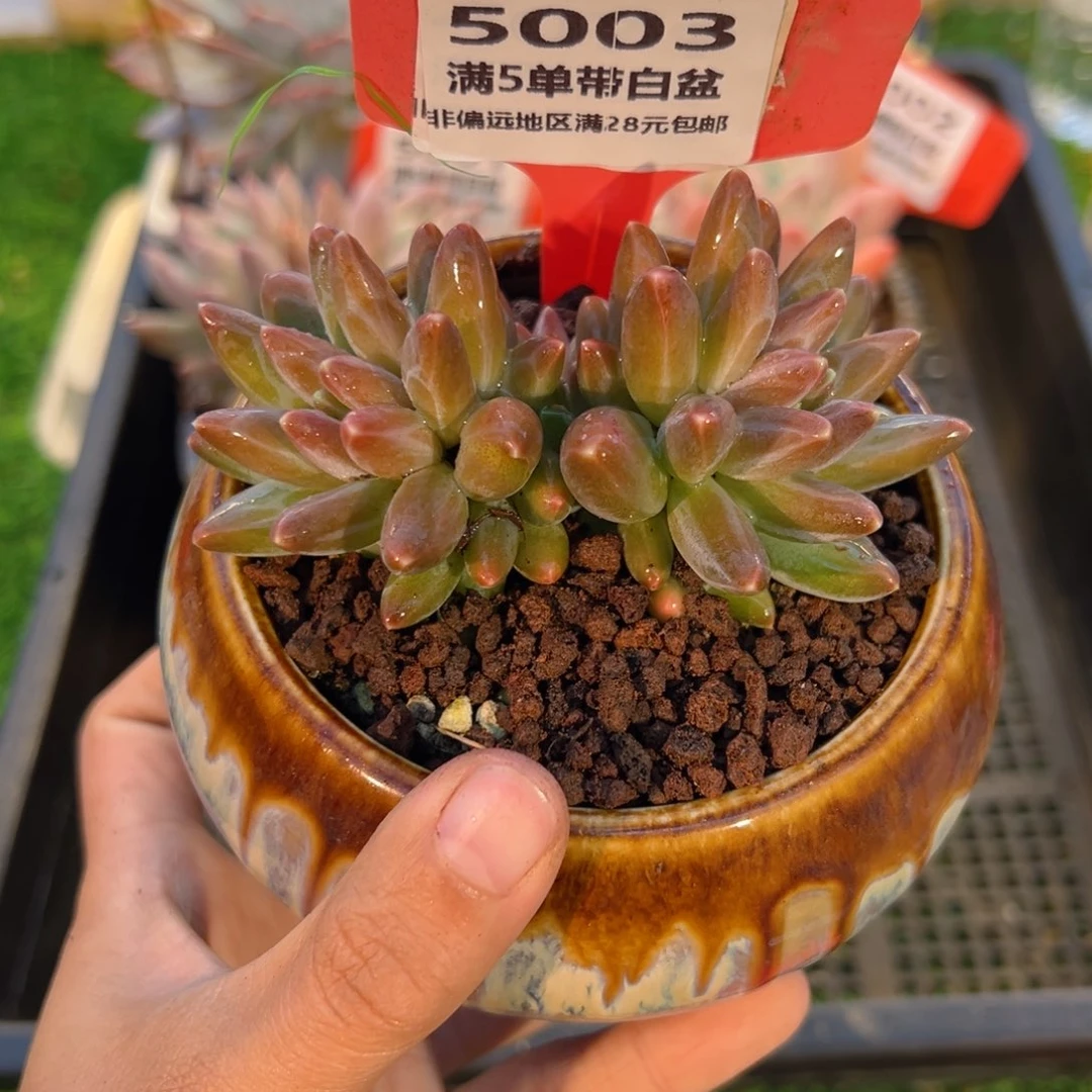 表妹精品多肉5003.