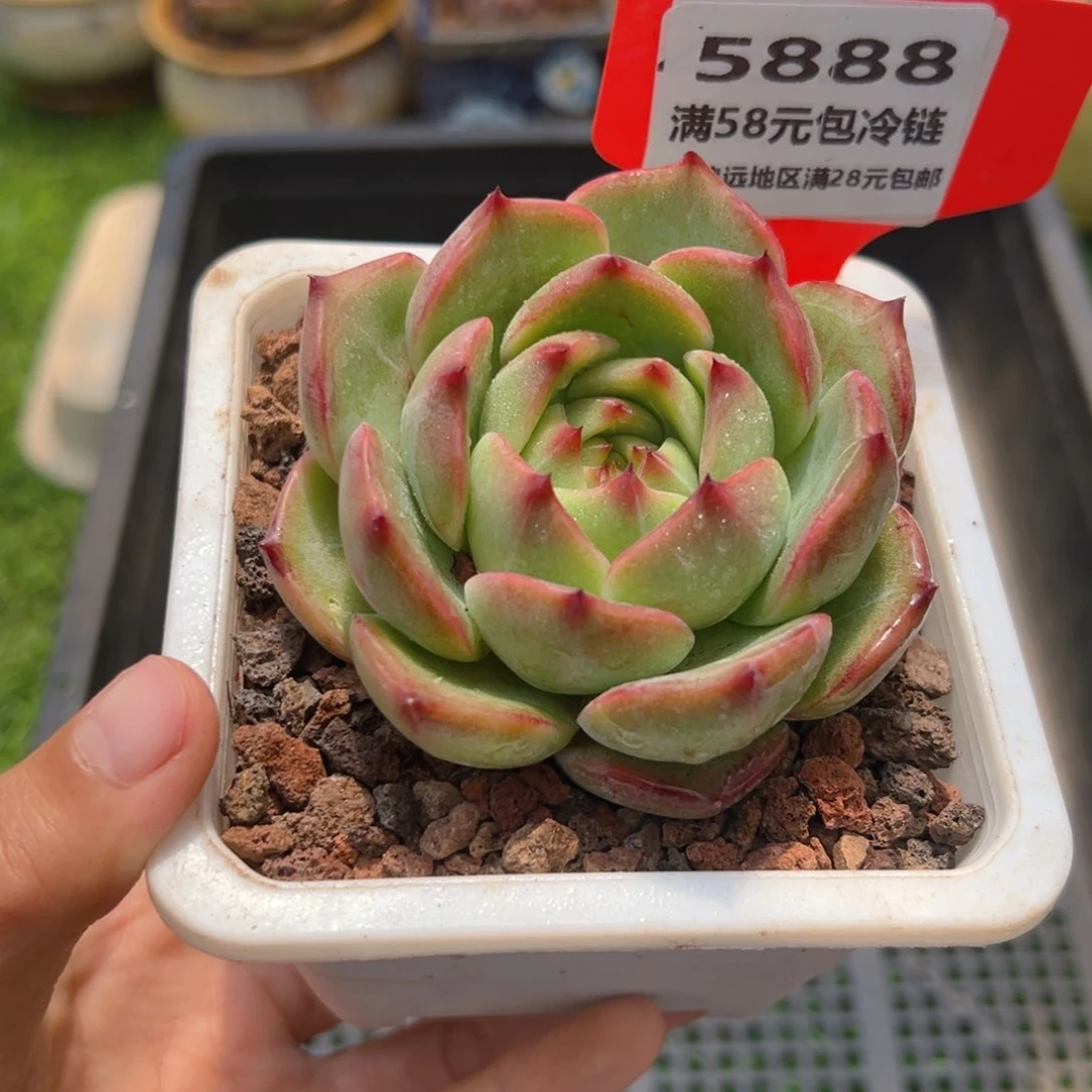 表妹精品多肉5888.