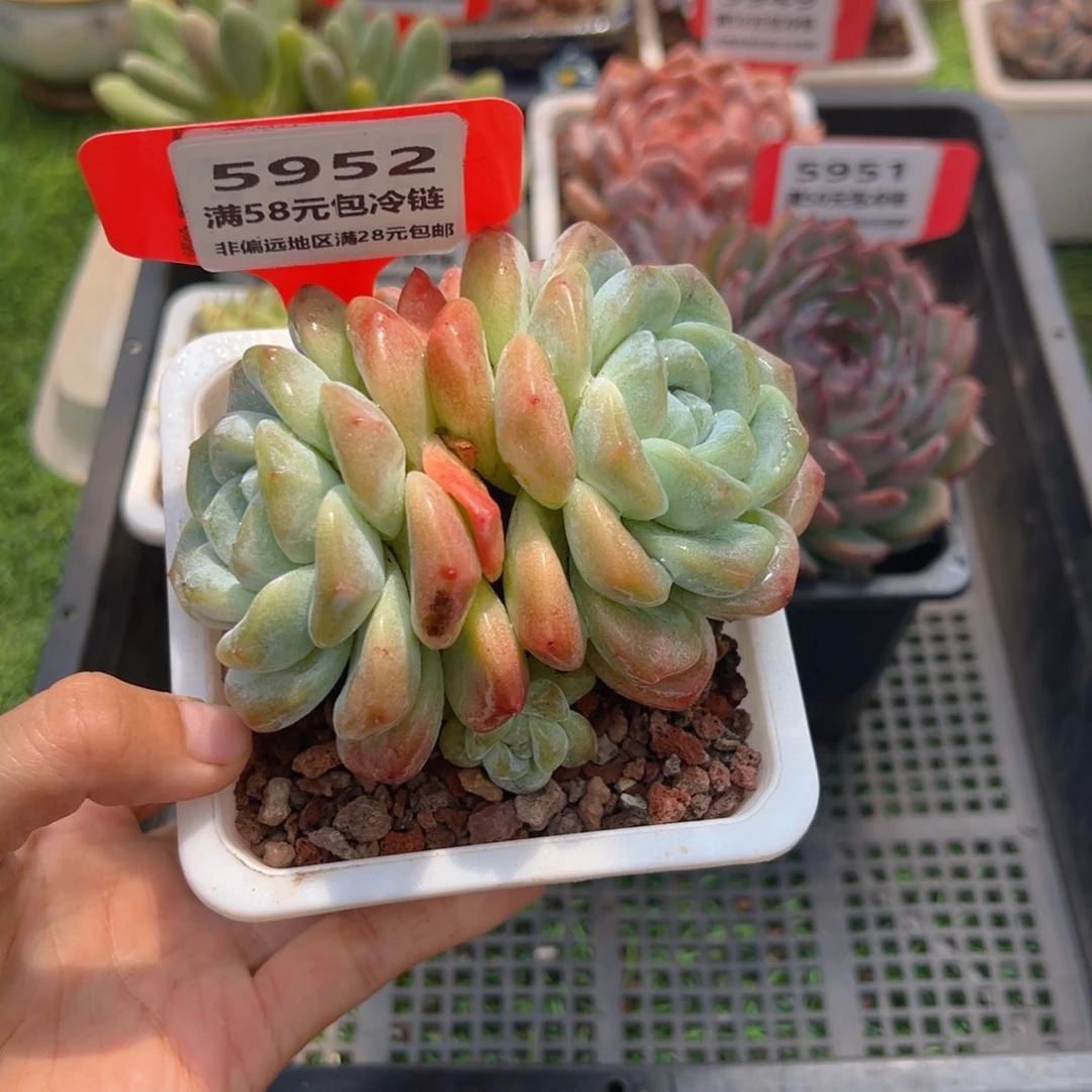 表妹精品多肉5952.