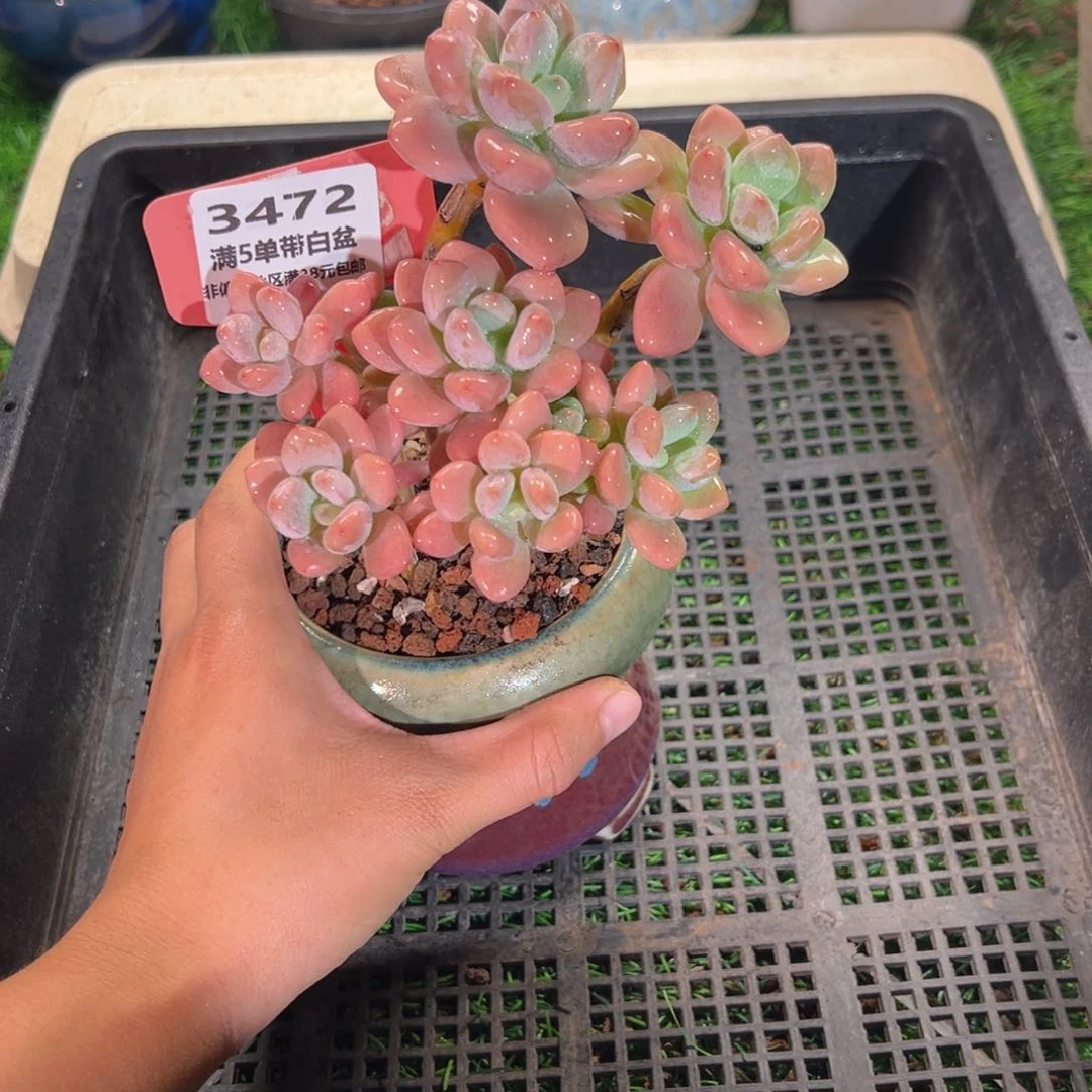 表妹精品多肉3472: