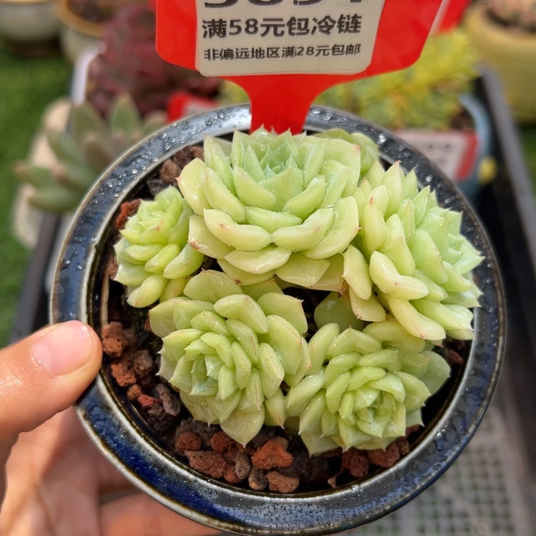 表妹精品多肉5691.