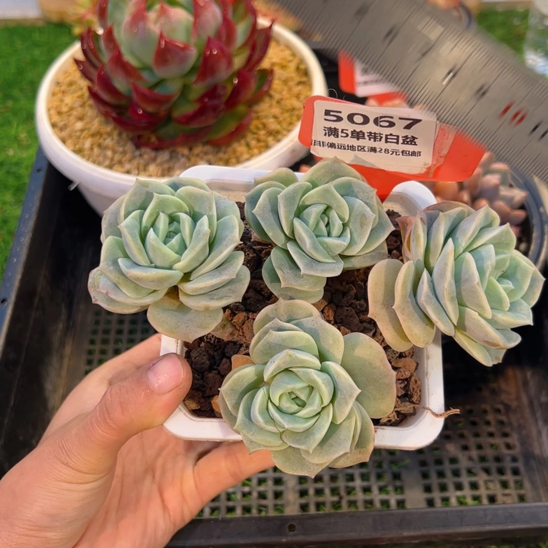 表妹精品多肉5067.
