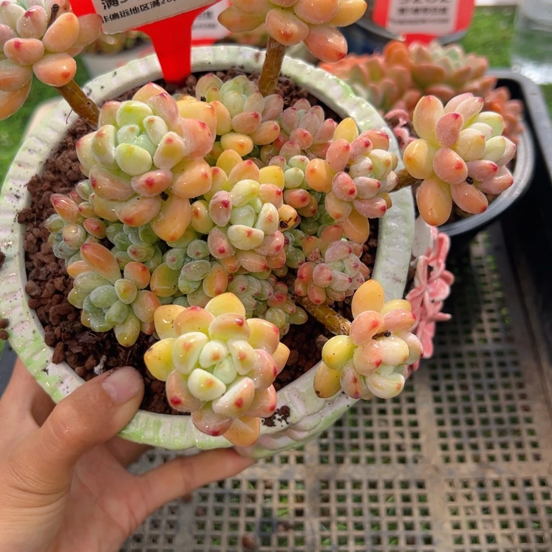 表妹精品多肉5203.