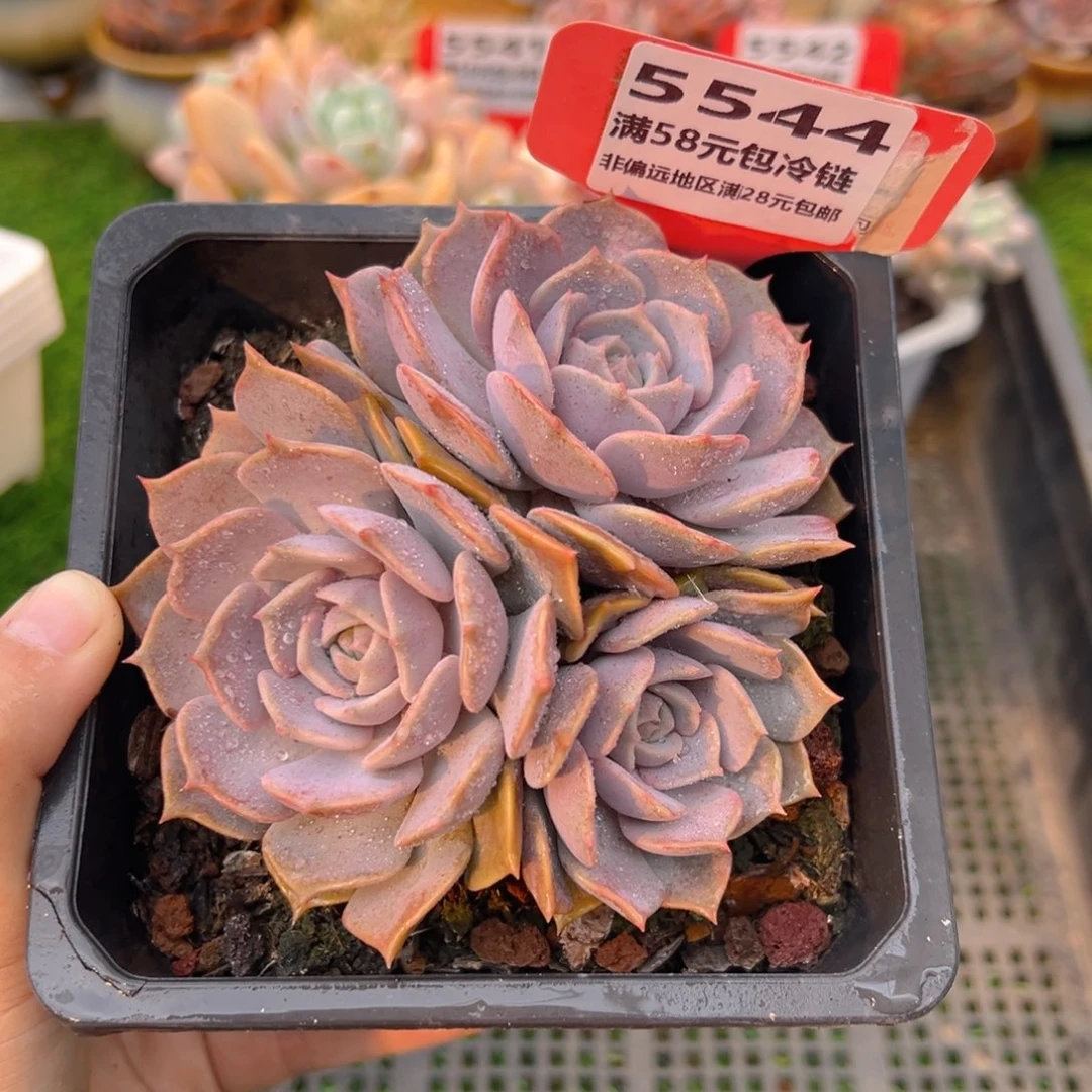 表妹精品多肉5544.