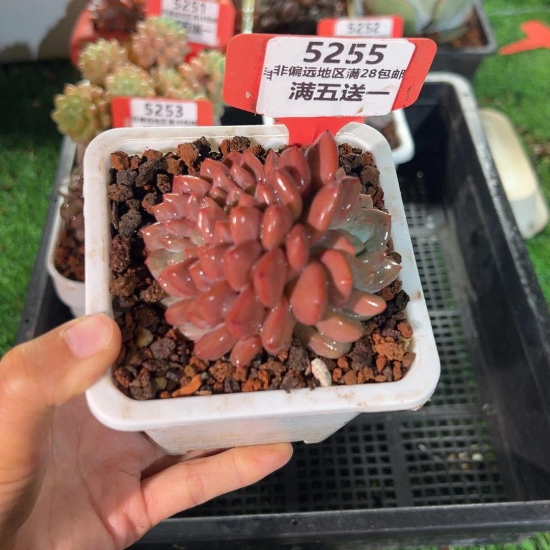 表妹精品多肉5255.