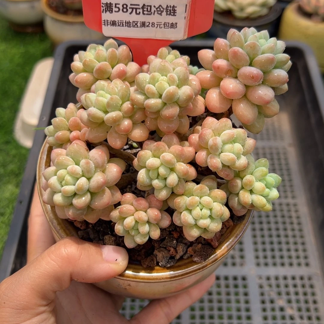 表妹精品多肉5656.