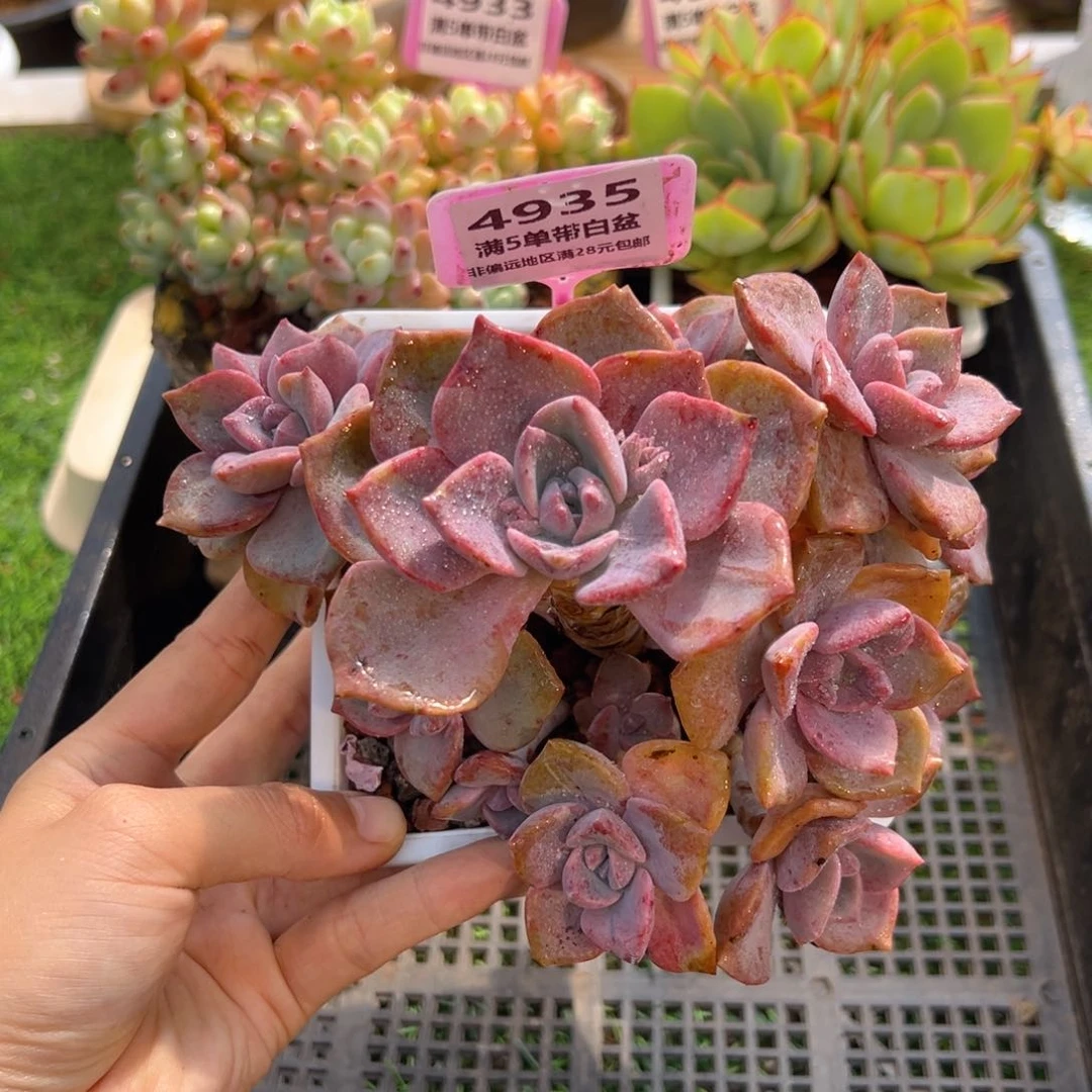 表妹精品多肉4935.