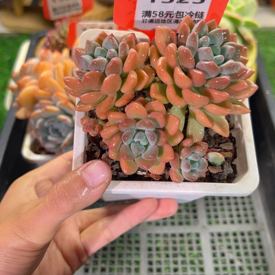 表妹精品多肉1525: