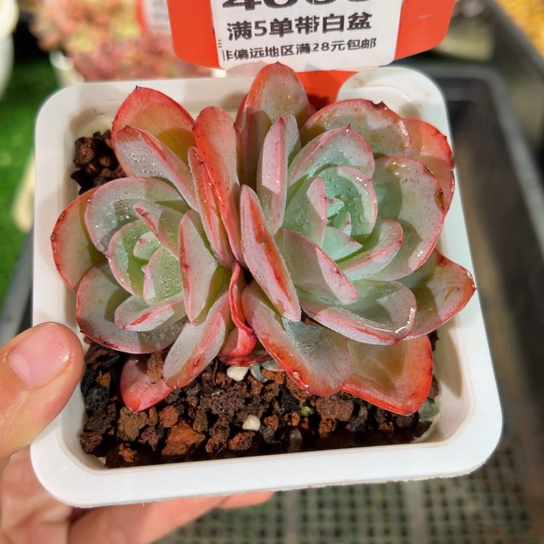 表妹精品多肉4060.