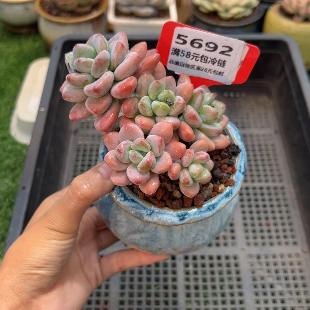 表妹精品多肉5692.