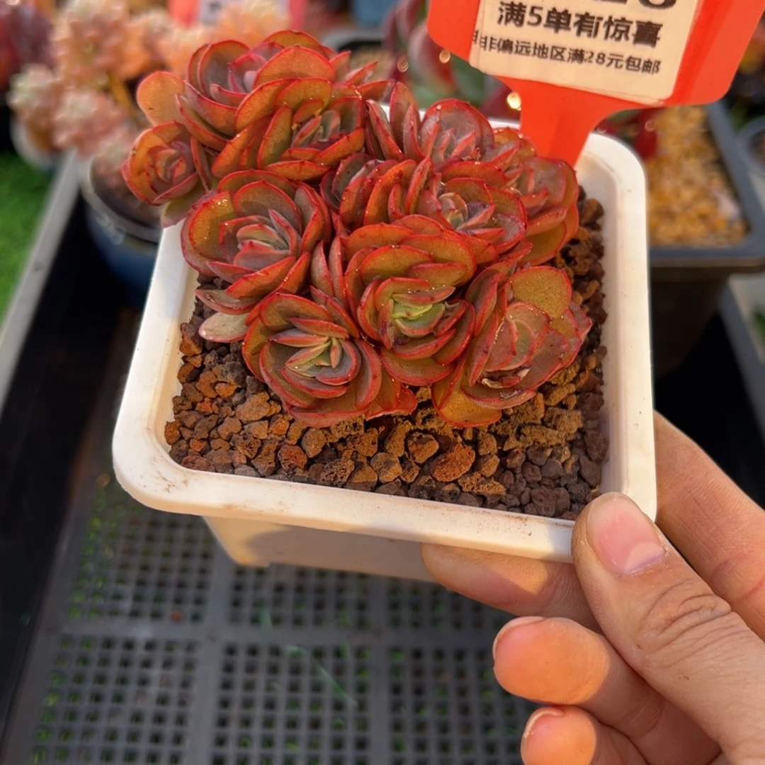 表妹精品多肉6526.