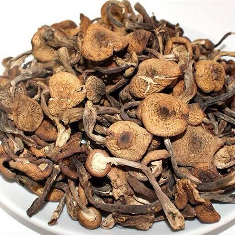 野生榛蘑自然晾晒干品250克起包邮