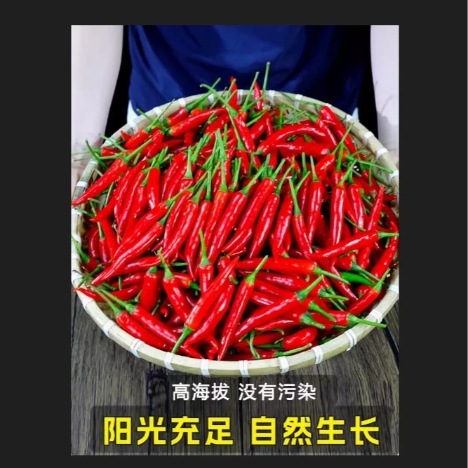 湘西高山种植特辣纯天然无污染朝天椒产地发货爽口鲜红饱满