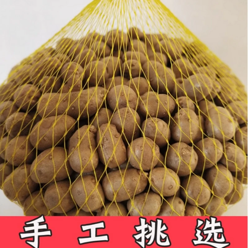 【五斤】铁棍山药中豆豆零余子地上小人参新鲜尝鲜装
