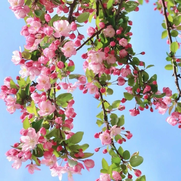 绚丽四季海棠花树苗盆栽西府海棠花庭院阳台耐寒花卉植物垂丝海棠