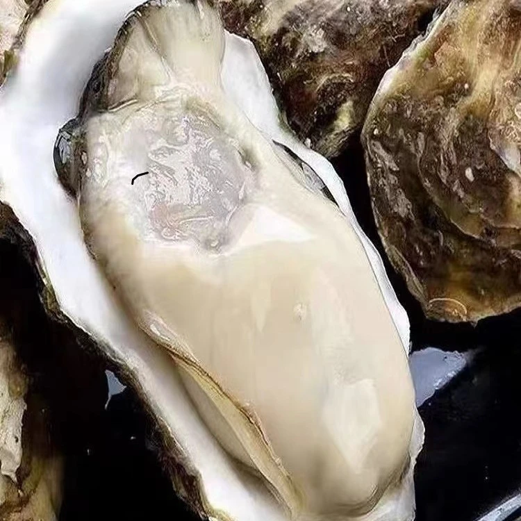 『吴哥甄选●优质鲜货』3斤/5斤特惠装/鲜活乳山生蚝3-4两/只