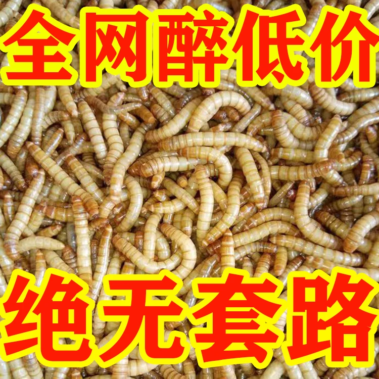 面包虫活体 黄粉虫活虫 鹦鹉鱼 金龙鱼 乌龟 画眉鸟石蛙饲料包邮